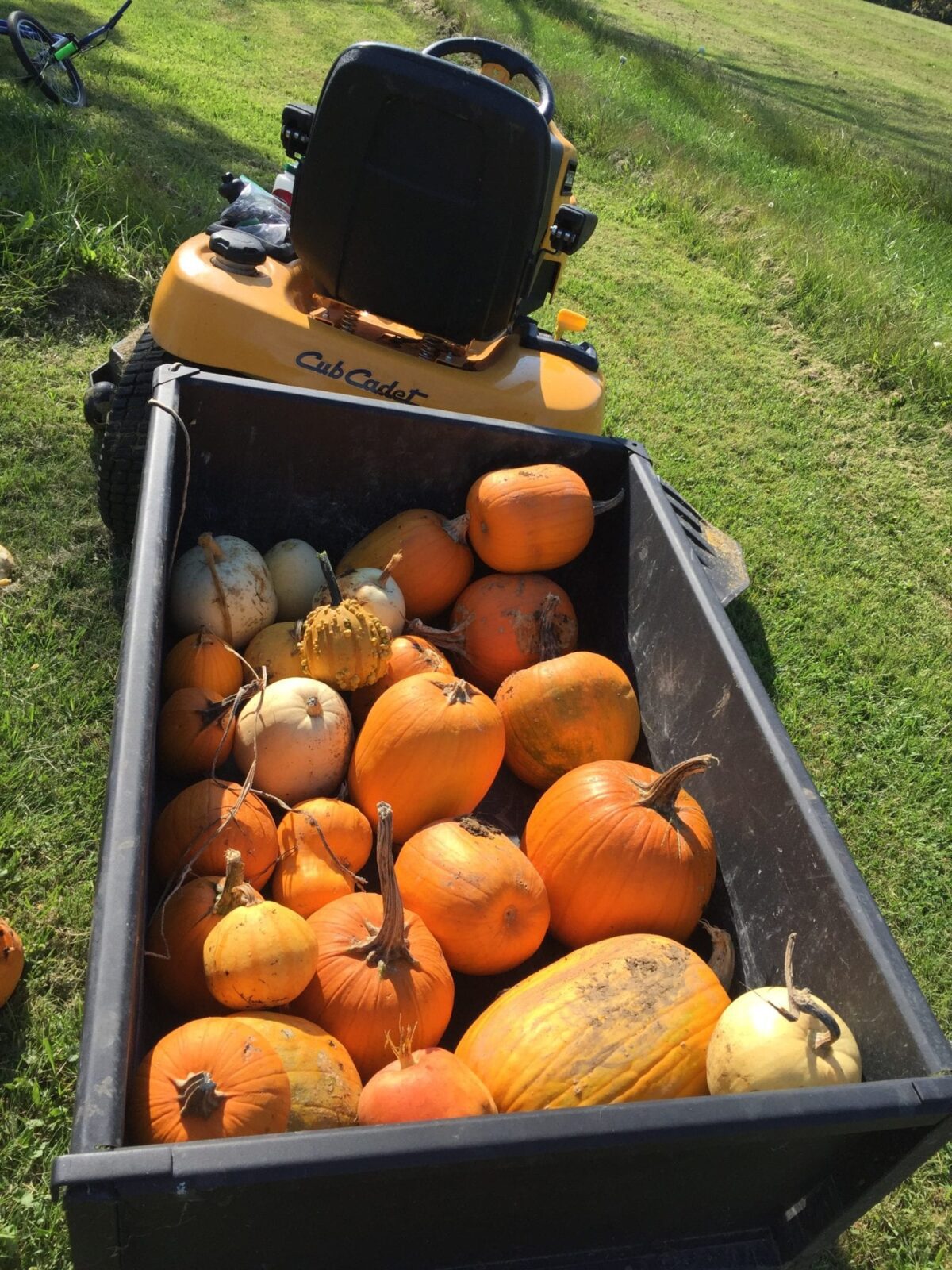 pumpkin-planting-experiment-our-homestead-adventures