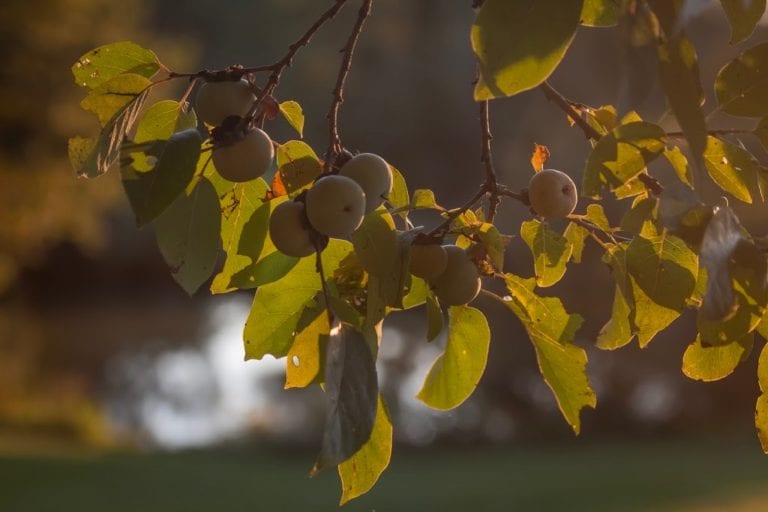 Persimmon Seed Weather Prediction Our Homestead Adventures