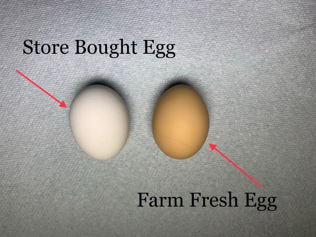 https://ourhomesteadadventures.com/wp-content/uploads/2019/04/farm-fresh-egg-vs-store-bought-egg-pic1-1024x768.jpg