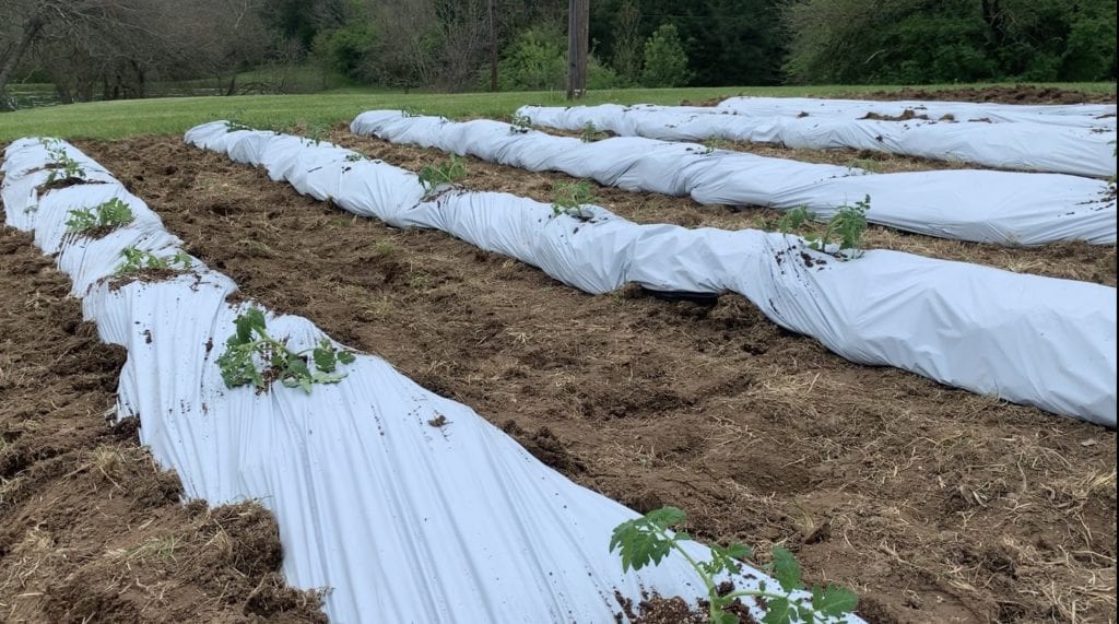 vegetable garden rows